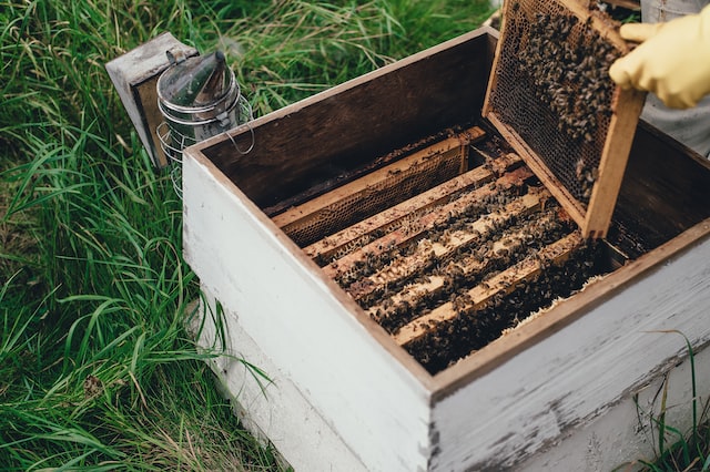 Beekeepers’ tasks in March