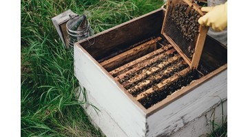Beekeepers’ tasks in March